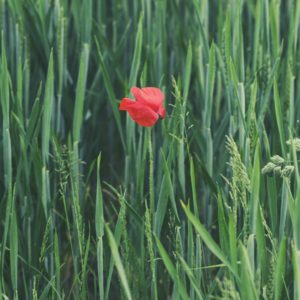 Blume - Foto: Kai Brune, Unsplash